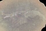 Fossil Shrimp (Lobetelson) Pos/Neg - Illinois #120958-2